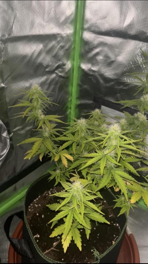 Northern Lights- Fall/Winter 2025. Week 6
