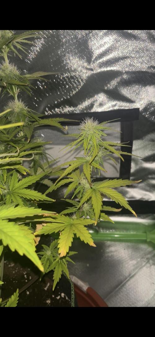 Northern Lights- Fall/Winter 2025. Week 6