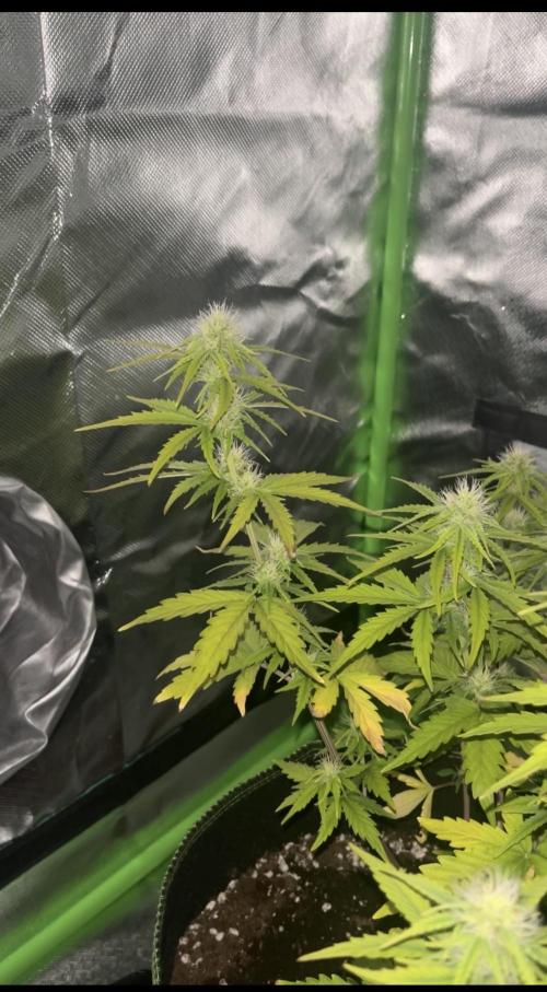 Northern Lights- Fall/Winter 2025. Week 6