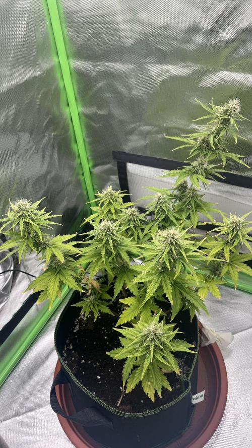 Northern Lights- Fall/Winter 2025. Week 7