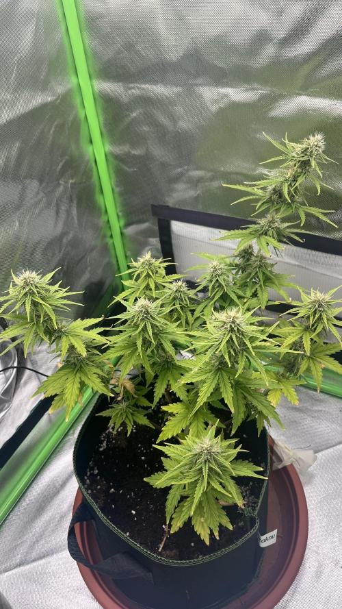 Northern Lights- Fall/Winter 2025. Week 7