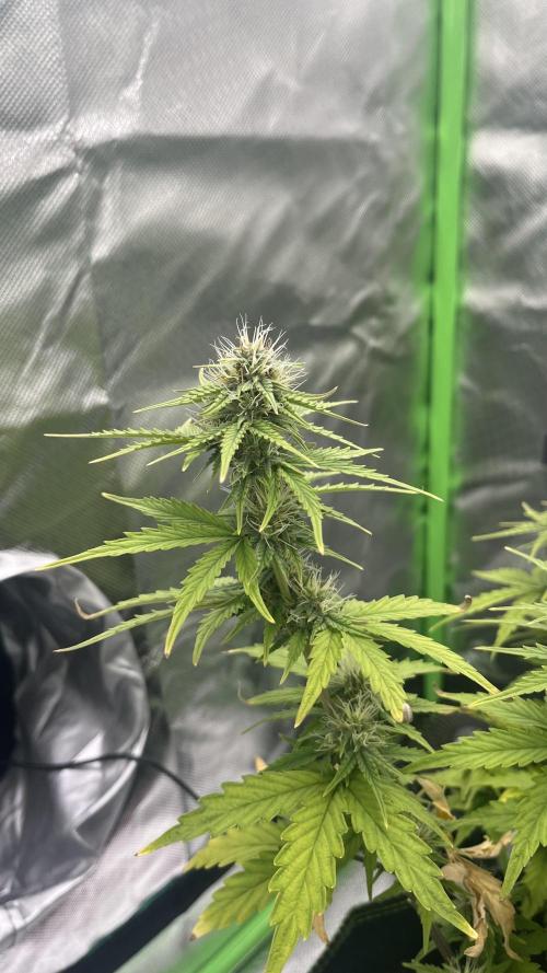 Northern Lights- Fall/Winter 2025. Week 7