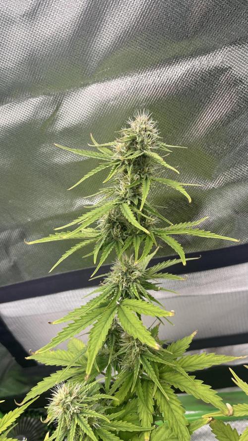 Northern Lights- Fall/Winter 2025. Week 7