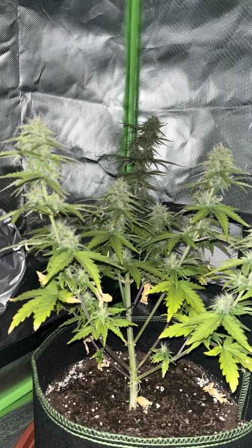 Northern Lights- Fall/Winter 2025. Week 7