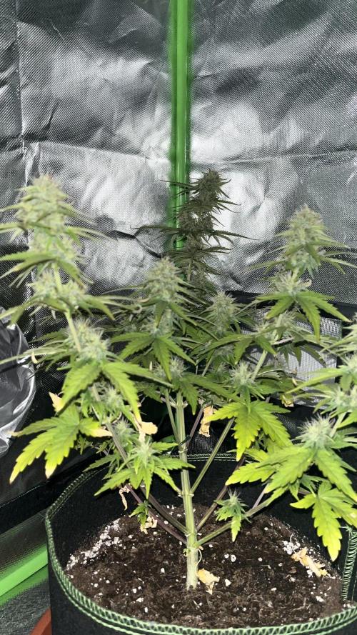 Northern Lights- Fall/Winter 2025. Week 7