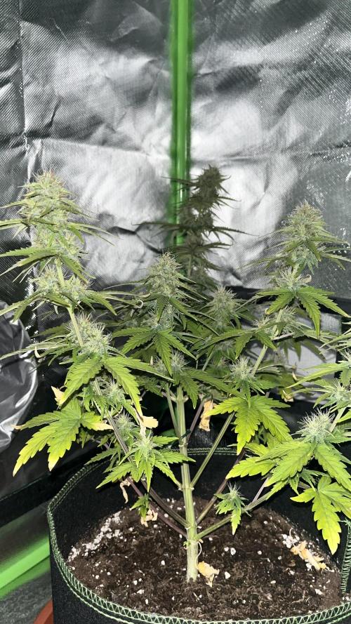 Northern Lights- Fall/Winter 2025. Week 7