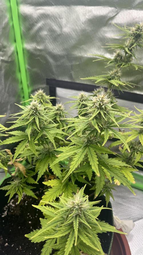 Northern Lights- Fall/Winter 2025. Week 7