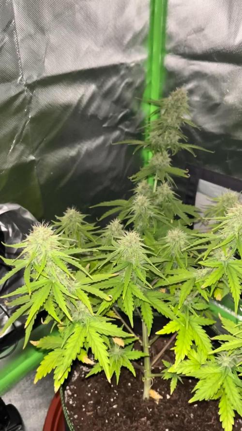 Northern Lights- Fall/Winter 2025