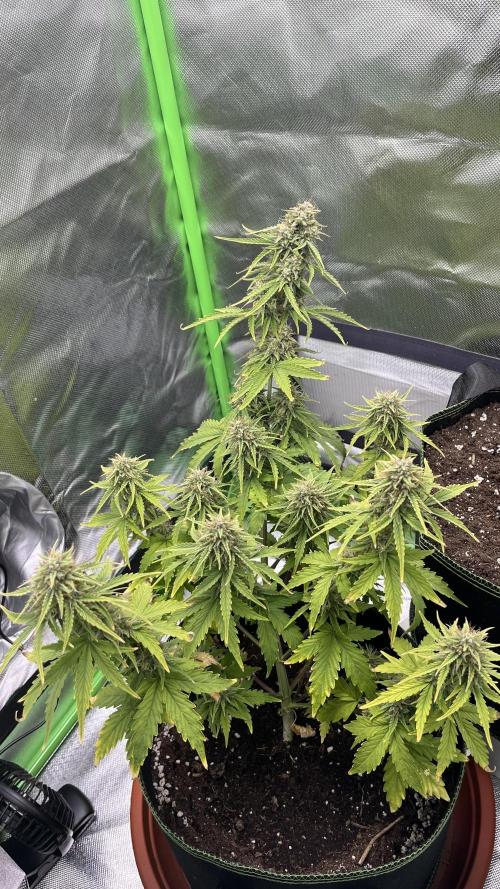 Northern Lights- Fall/Winter 2025. Week 8