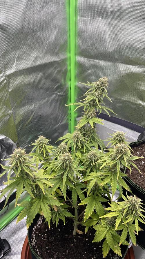 Northern Lights- Fall/Winter 2025. Week 8