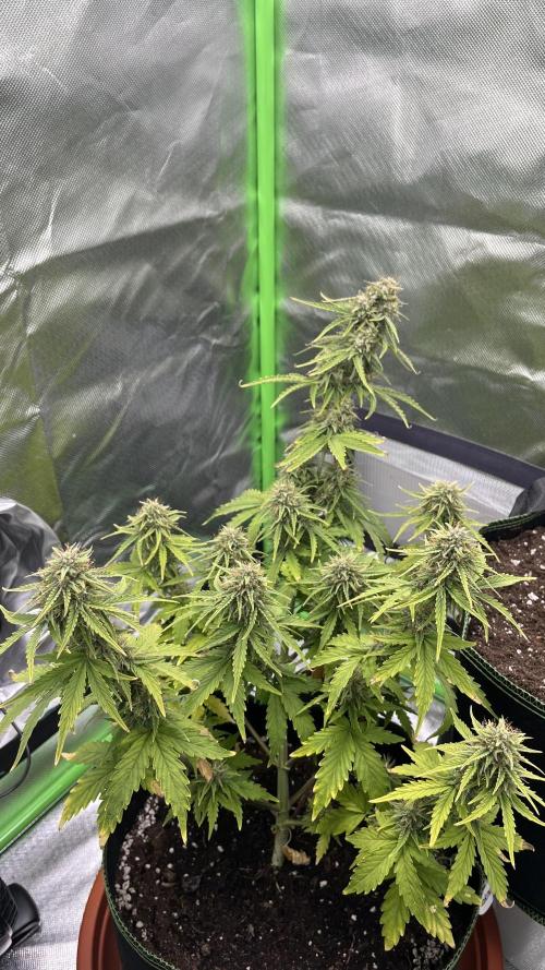 Northern Lights- Fall/Winter 2025. Week 8