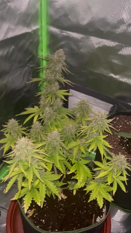 Northern Lights- Fall/Winter 2025