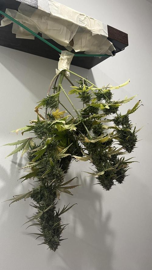 Northern Lights- Fall/Winter 2025. Week 10