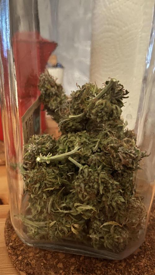 Northern Lights- Fall/Winter 2025. Week 10