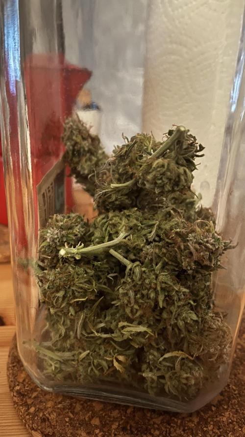 Northern Lights- Fall/Winter 2025. Week 10