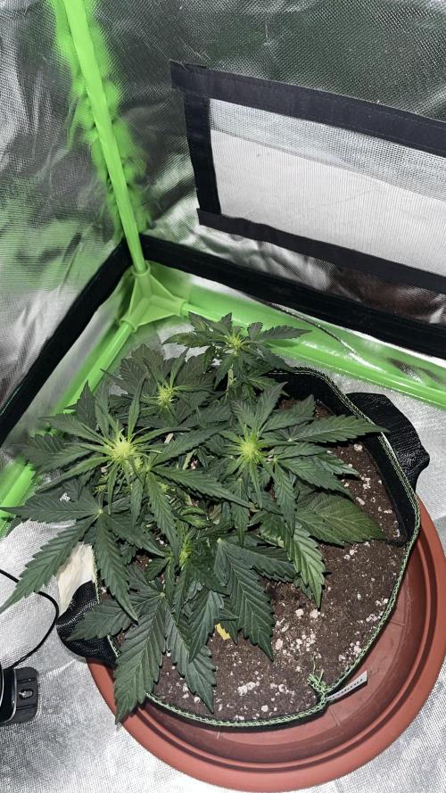Northern lights take 2. Week 4