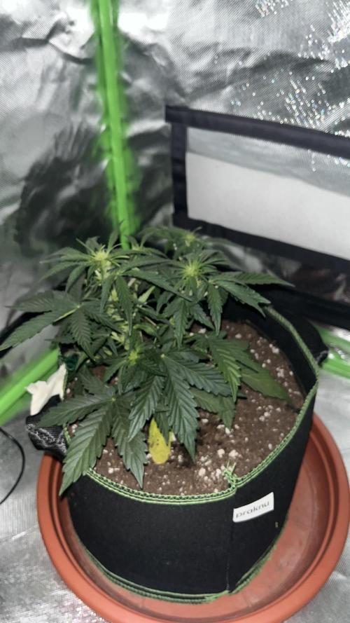 Northern lights take 2. Week 4
