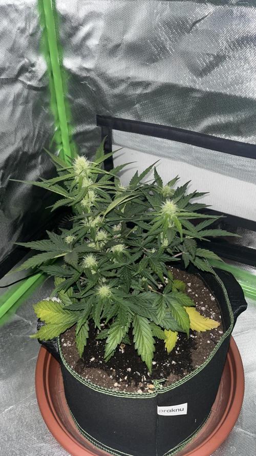 Northern lights take 2. Week 5