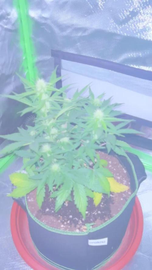 Northern lights take 2