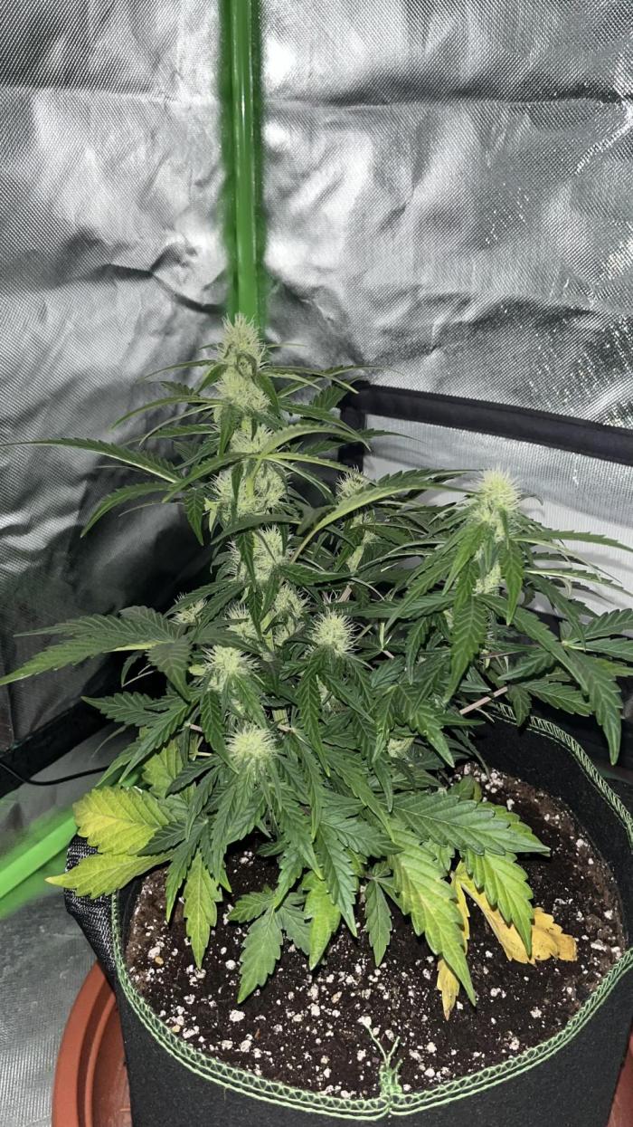 Northern lights take 2. Week 6