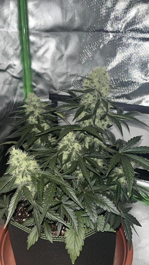 Northern lights take 2. Week 7