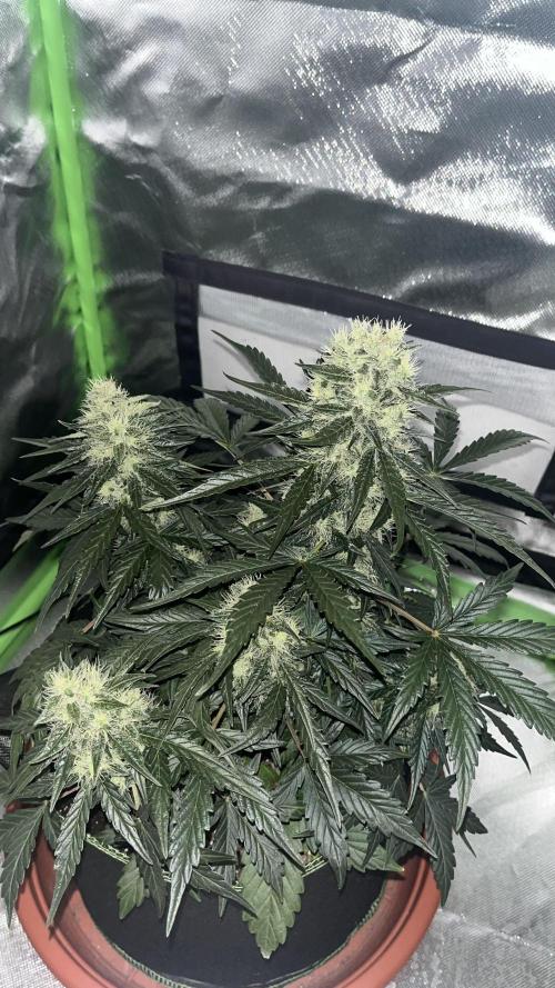 Northern lights take 2. Week 7