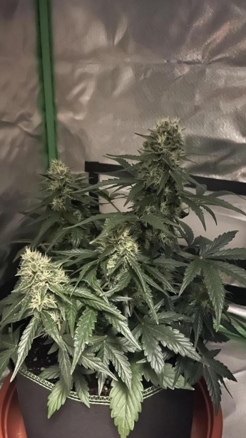 Northern lights take 2. Week 7