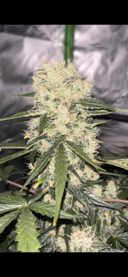 Northern lights take 2. Week 8