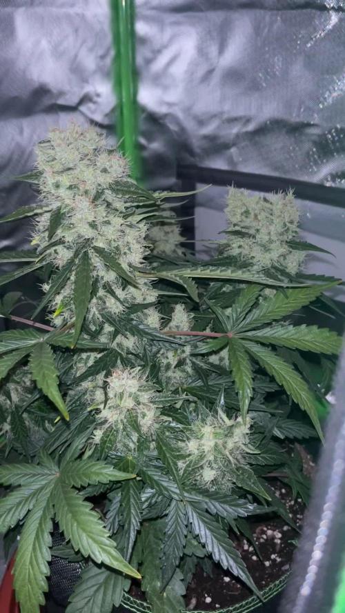 Northern lights take 2