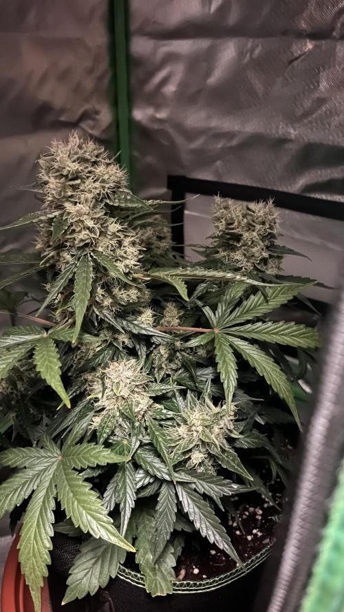 Northern lights take 2. Week 8