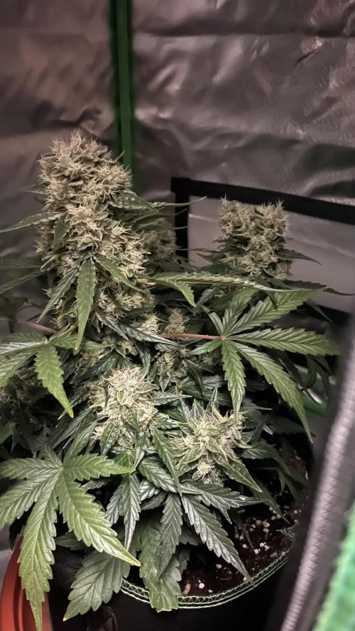 Northern lights take 2. Week 8