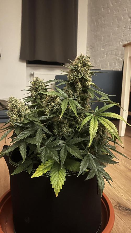 Northern lights take 2. Week 9