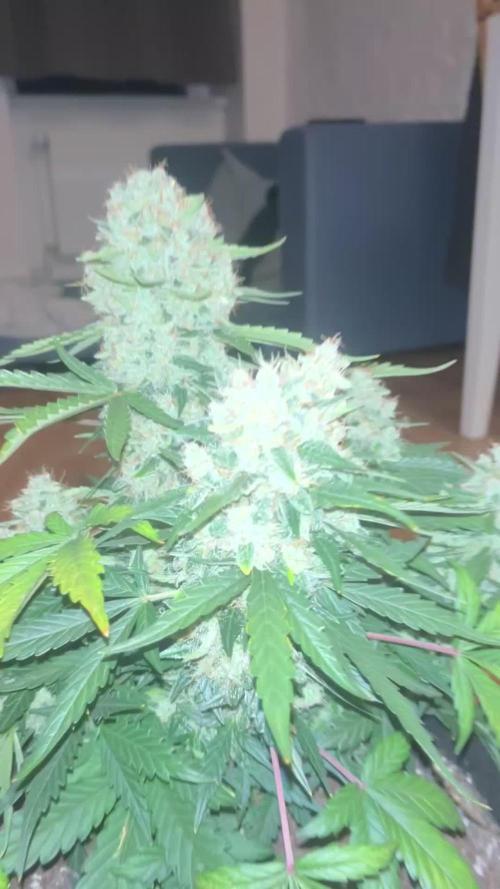 Northern lights take 2