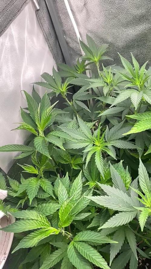 PEACH CRESCENDO F-1