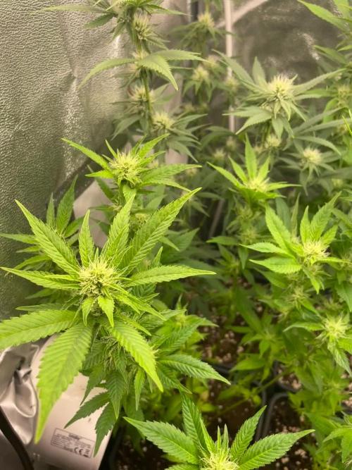 PEACH CRESCENDO F-1