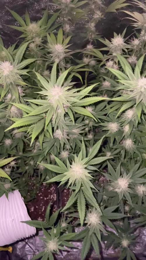 PEACH CRESCENDO F-1