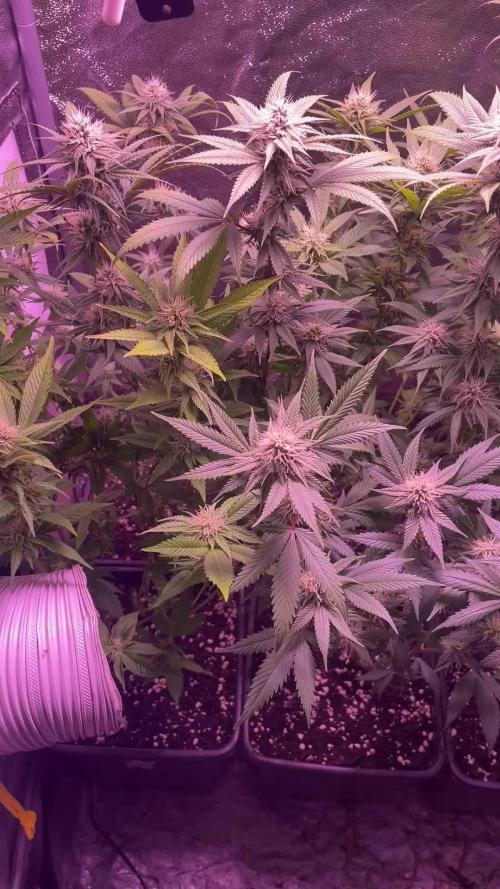 PEACH CRESCENDO F-1