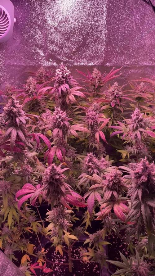 PEACH CRESCENDO F-1