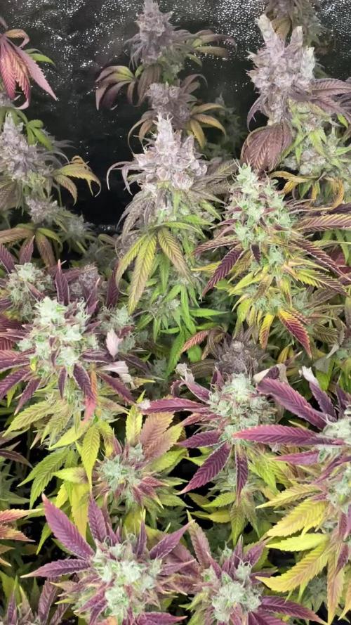 PEACH CRESCENDO F-1