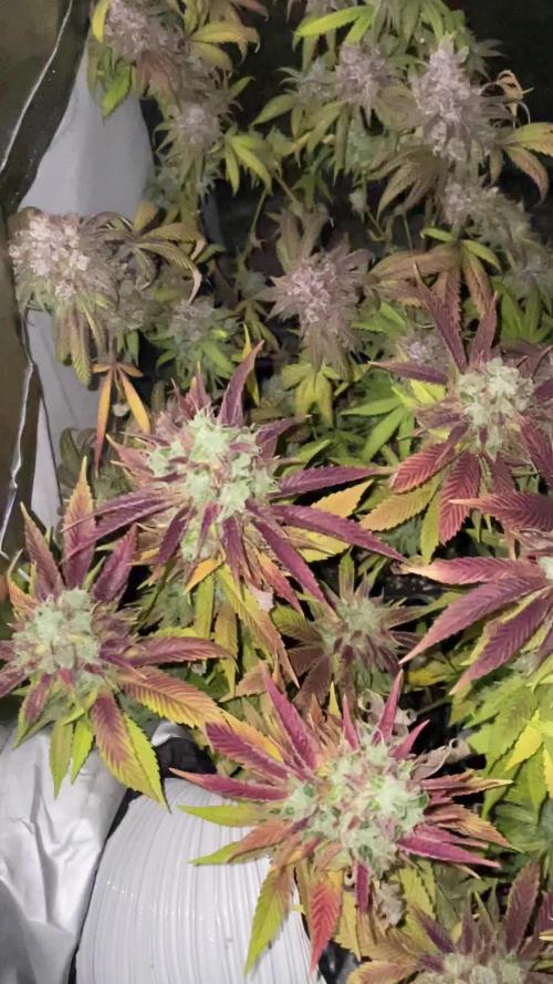 PEACH CRESCENDO F-1