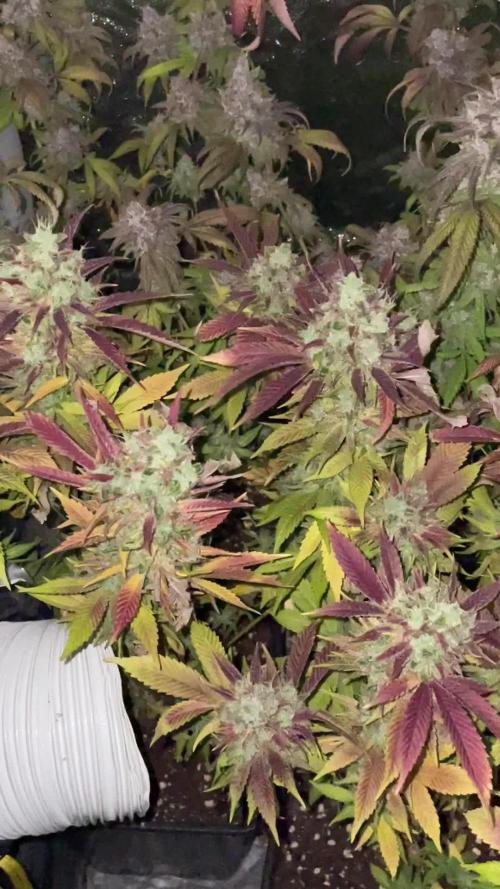 PEACH CRESCENDO F-1