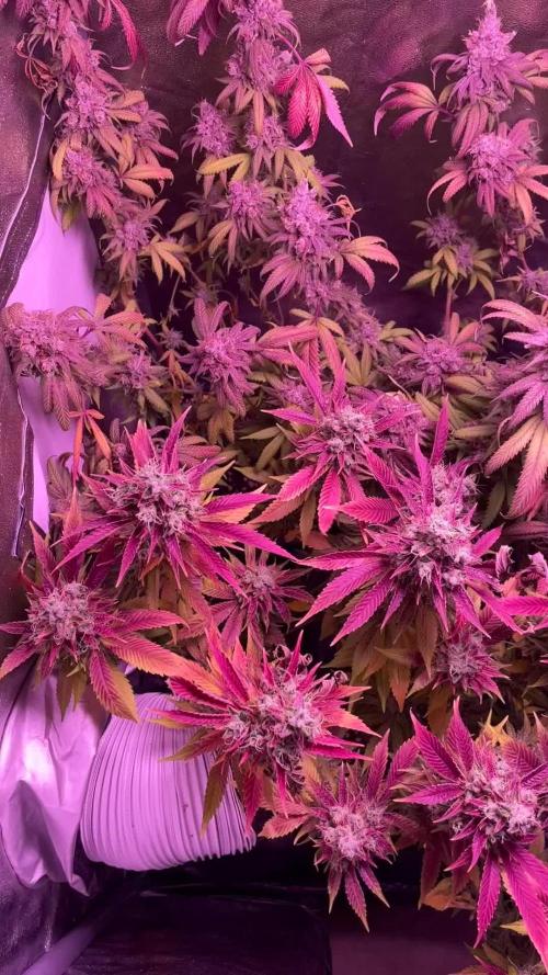 PEACH CRESCENDO F-1