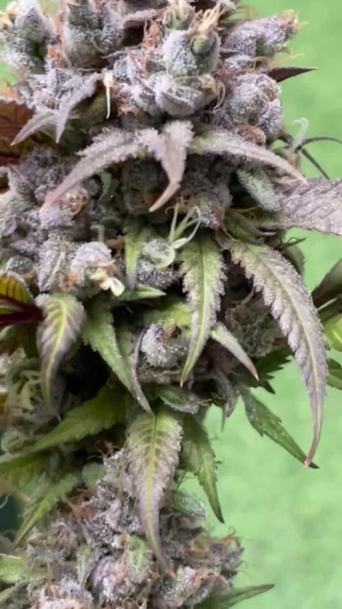 PEACH CRESCENDO F-1
