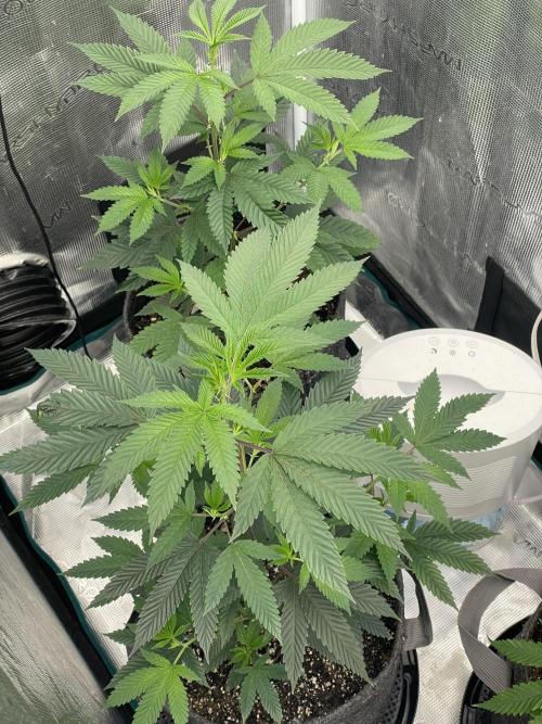 Compound genetics. Week 1