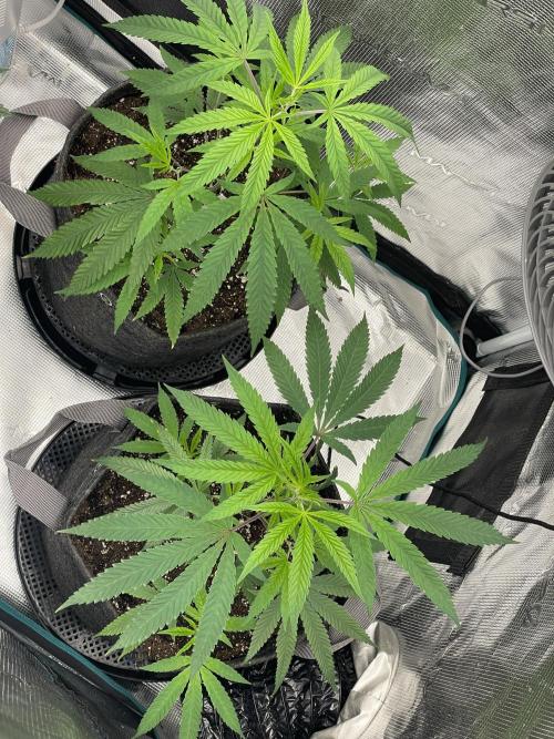Compound genetics. Week 1