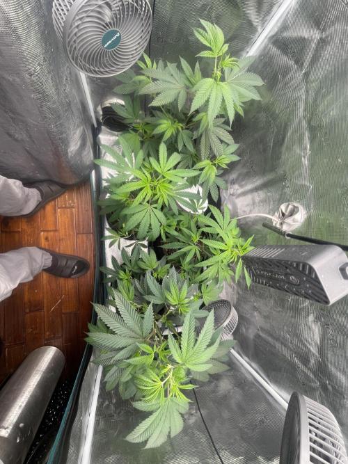 Compound genetics. Week 1