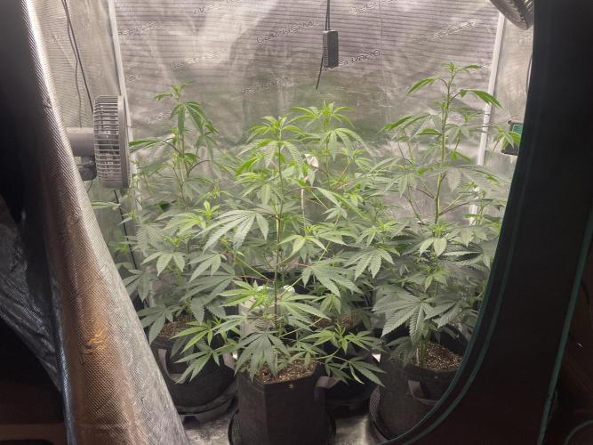 Compound genetics. Week 2