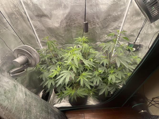 Compound genetics. Week 2