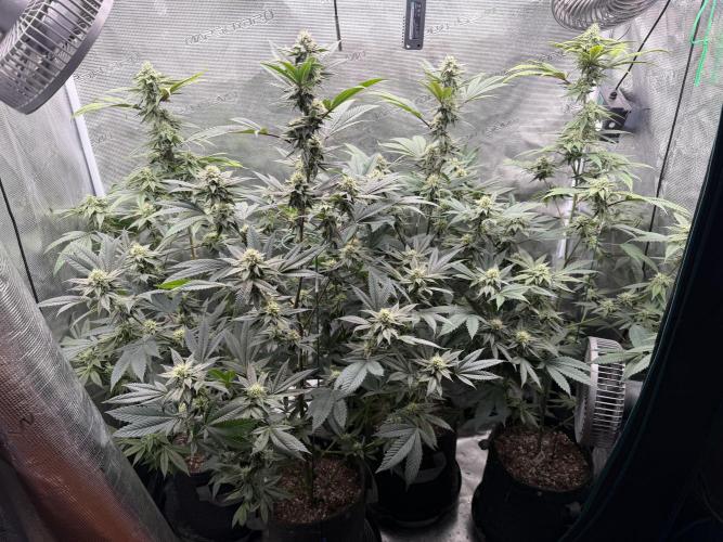 Compound genetics. Week 5