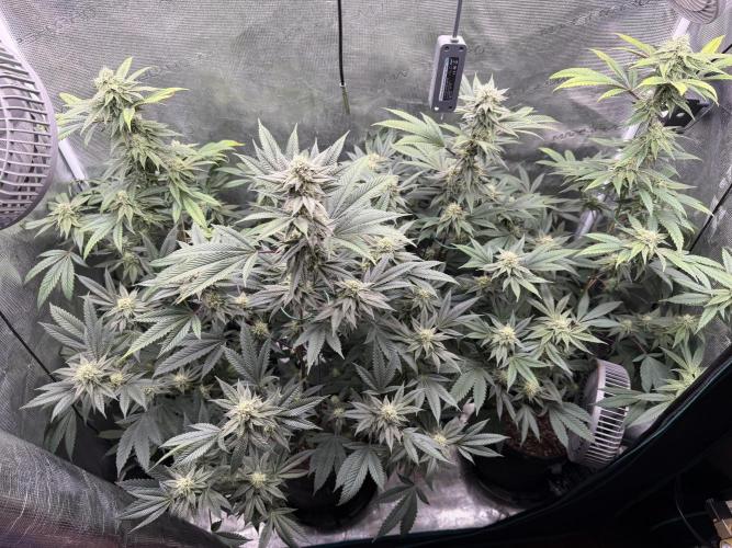 Compound genetics. Week 5